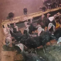 بوقلمون محلی ییلاق زنجان