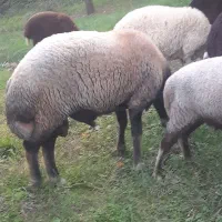 گوسفند نر تخمی|حیوانات مزرعه|قائم‌شهر, |دیوار