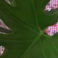 گل برگ انجیری بزرگ و شاداب|گل و گیاه طبیعی|محمدیه-قزوین, |دیوار