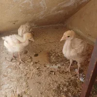 جوجه بوقلمون