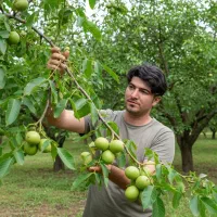 نــهـال گـردو ژنوتیپ سود بلندمدت و مطمئن|خدمات باغبانی و درختکاری|اردبیل, |دیوار