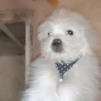 سگ پاپی ریز آپارتمانی فروشی|سگ|نجف‌آباد, امیرآباد|دیوار