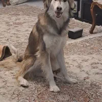 واگذاری سگ|سگ|تهران, جوانمردان (اندیشه)|دیوار