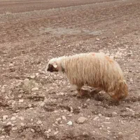 قوچ،ورن سنجابی|حیوانات مزرعه|گهواره, |دیوار