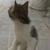 بچه گربه فروش یا معاوضه