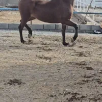 مادیان جوان و سرو دم گیر