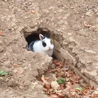 خرگوش|موش و خرگوش|شهرکرد, |دیوار