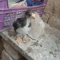 جوجه گلین زیر مرغی و تخم مرغ گلین