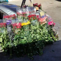 پخش عمده گل رز هلندی ارسال به سراسر کشور|گل و گیاه طبیعی|شیراز, جوادیه|دیوار