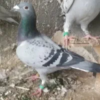 کفتر کبوتر سار سرور کرمونی المانی