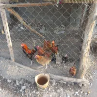 مرغ|حیوانات مزرعه|تخت, |دیوار