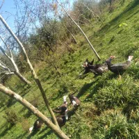 اسراییلی سنگین وزن