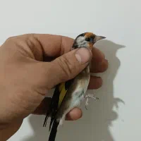 سهره و قناری