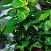 روز مادر گل ببر|گل و گیاه طبیعی|قم, زاد|دیوار