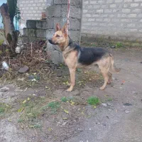 سگ ژرمن|سگ|چابکسر, |دیوار