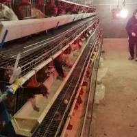 مرغ تخم گذار|حیوانات مزرعه|جوادآباد, |دیوار