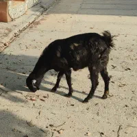 بز دوقلو زا نژاد دار یکماه ابستن|حیوانات مزرعه|ایلام, |دیوار