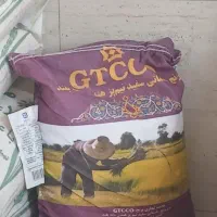 برنج جی تی سی