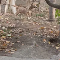 سگ نر و ماده|سگ|چناران, |دیوار