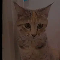 گربه