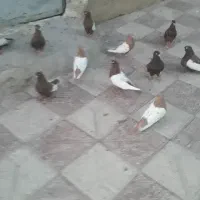 کبوتر رنگی سینه دم سفید دمبی