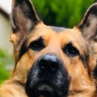 ژرمن شیتزو بالغ ماده