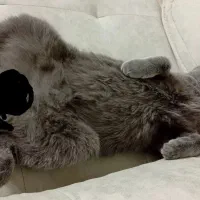 گربه اسکاتیش