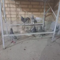 کفتر|پرنده|اهواز, کمپلو جنوبی|دیوار