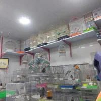 عروس هلندی|پرنده|شیراز, شهرک پرواز|دیوار