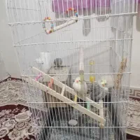 عروس هلندی نر و ماده دوتا قفس داره|پرنده|شاهدشهر, |دیوار