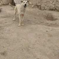 سگ سرابی