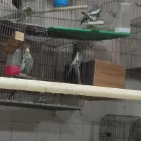 عروس هلندی جفت|پرنده|مرودشت, ابوذر شمالی|دیوار