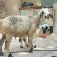 گوسفند مطفل بختیاری