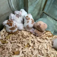 همسترهای مینیاتوری چشم شرابی|موش و خرگوش|چالوس, |دیوار