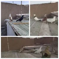 کفتر تیپی و زوردار