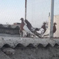 کبوتر|پرنده|مینودشت, |دیوار