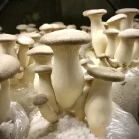 شاه صدف تازه و خشک