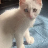 گربه اسکاتیش سفید چشم دو رنگ|گربه|کرمان, |دیوار