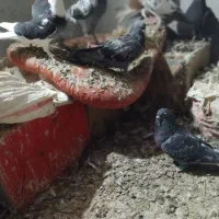 کبوتر فروشی|پرنده|زهک, |دیوار