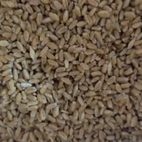 گندم مهرگان بذری|خدمات باغبانی و درختکاری|گتوند, |دیوار