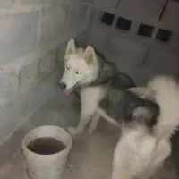 وقت بخیر هاسکی سالم  و زیبا واگذار می شود