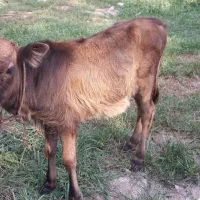 ورزا کوله