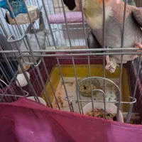 عروس هلندی مولد