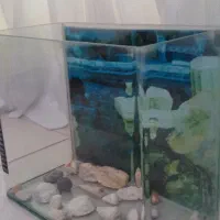 اکواریوم شیشه خم درحد نو|ماهی|بابل, |دیوار