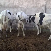 گاو شیری|حیوانات مزرعه|بجنورد, |دیوار