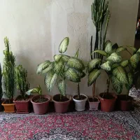 گل های آپارتمانی