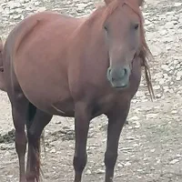اسب مادیان