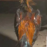 خروس لاری|حیوانات مزرعه|تهران, قیطریه|دیوار