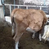 گاو و گوساله|حیوانات مزرعه|خوی, |دیوار