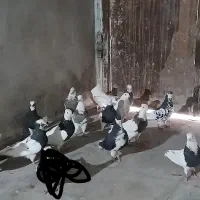 ۱۴ تا کبوتر رنگی ۲وونیم|پرنده|شیراز, محمدیه|دیوار